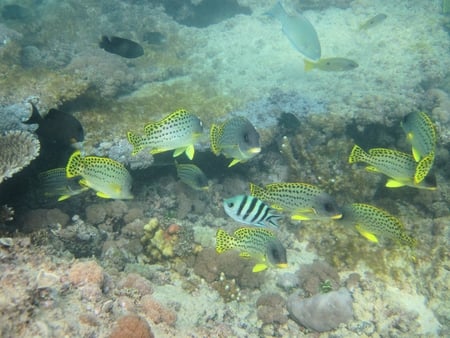 Painted sweetlips - nature, fish, reef, ecology, red sea