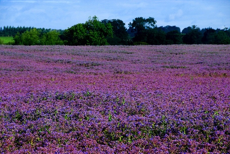 Purple field with flowers - nature, purple, field, flowers