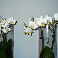 Orchids for my dear friend Gail ( GypsyDreamz )