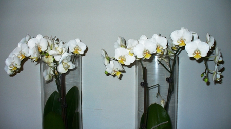 Orchids for my dear friend Gail ( GypsyDreamz ) - nature, orchids, gift, flowers, lovely, with, friend