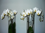 Orchids for my dear friend Gail ( GypsyDreamz )