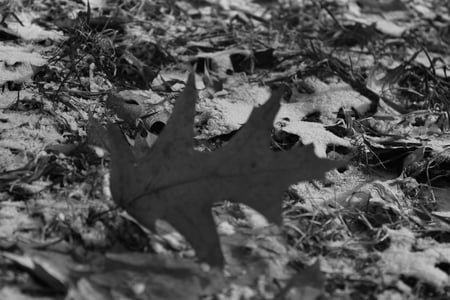 leaf - snow, black, white, leaf