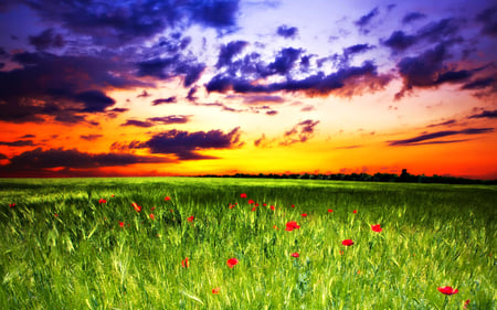 Beautiful Sunset - field of flowers, beauty, sky, peaceful, colorful, field, sunset, flowers field, view, pretty, clouds, summer time, green, grass, landscape, light, summer, lovely, nature, red, beautiful, splendor, colors, sunrise, poppies, poppy