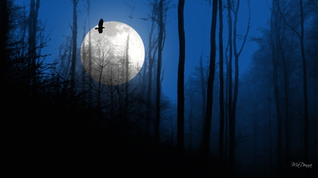 As The Crow Flies - bird, blue, raven, night, forest, crow, twilight, full moon, sky, woods