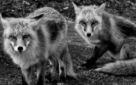 Foxes - animals, wallpaper, black and white, fox, foxes, nature, beautiful, dogs, red fo, cute