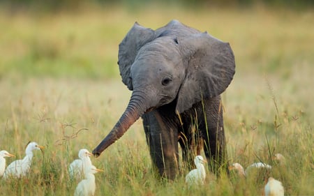 Beautiful Elephant - nature, elephant, beautiful, animals, grass, birds