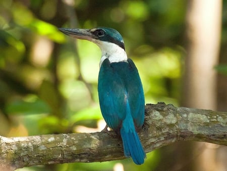 Kingfisher - picture, cool, kingfisher, beautiful