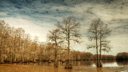 Cypress Swamp - clouds, forests, nature, beautiful, cypress, lakes, sky