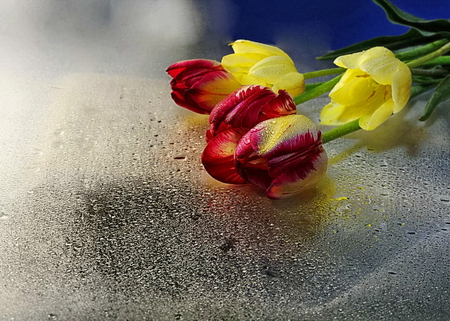 Floral gift - nice, gift, tulips, bouquet, lovely, yellow, pretty, floral, red, beautiful, flowers, shadow