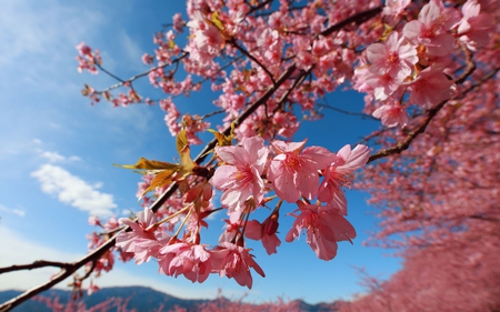 Cherry Blossom - cherry blossom, cute, flower, pink, sky