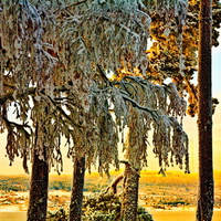 Winter trees at sunrise