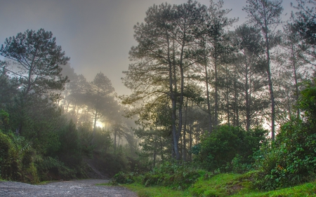 Early Morning - sunrise, morning, early, dew