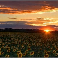 Sunflowers