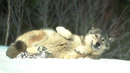 I Love Snow - wonderful, winter, wolf, snow, love, playing