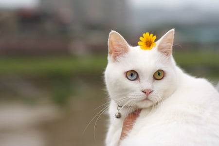 Miss Daisy - white cat, photography, cute, daisy, flower, sweet, cat, kitty