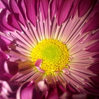 Valentines flower close up