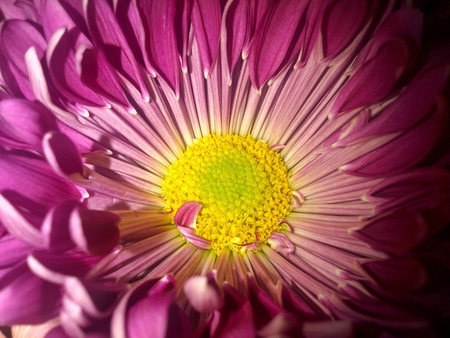 Valentines flower close up - color, pretty, macro, flower