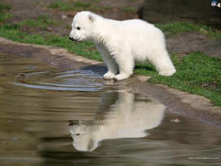 baby polar bear - cute, adorable, polarbear, an