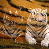 Tiger Prints