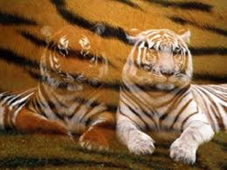 Tiger Prints - prints, white, tigers, orange