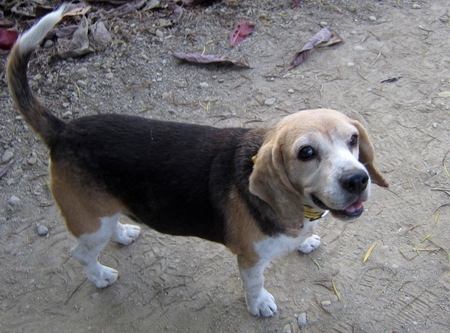 Lovely dog - lovely dog, sport, mountain, cute