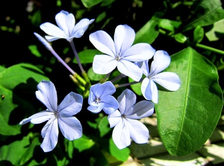 Pale blue flowers - flowers, delicate, lovely, pale blue