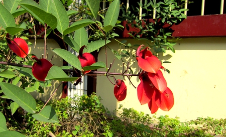 red flowers