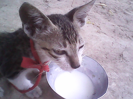 Bholuu with milk - sweet bholuu, naughty bholuu, angry, innocent