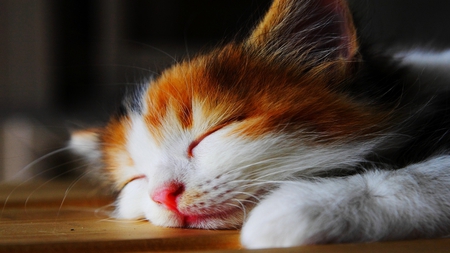 Stacking Zs - torty, white, sleeping, kitten