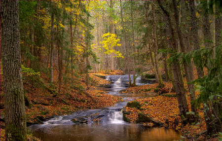 Early Morning... - water, nature, landscape, lake, morning, early, forest