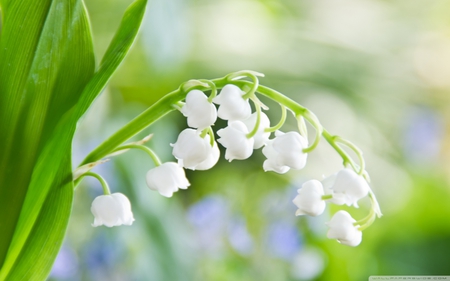 Lily of the Valley - nature, of, the, flower, valley, lily