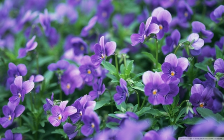 Purple Pansies - nature, purple, flower, pansies