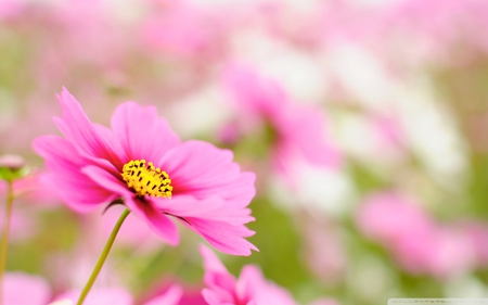 Pink Cosmos - nature, pink, bloom, petels, cosmos, flower