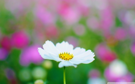 White cosmos - white, nature, flower, cosmos