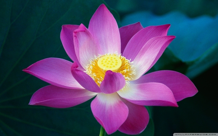 Lotus flower - lotus, nature, yellow, purple, flower