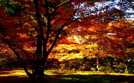 AUTUMN SHELTER - forest, trees, nature, color, shadow, autumn