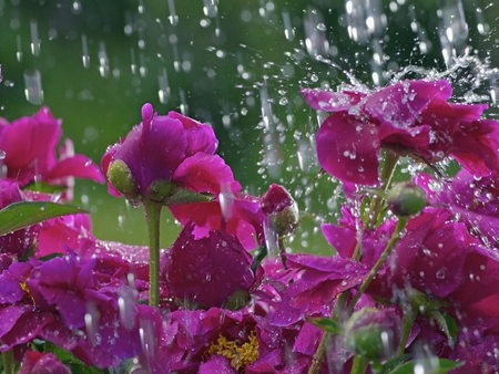 red flowers raiin - nature, purple, red, rain, flowers, flower