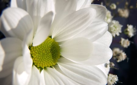 Daisy - white, nature, daisy, flower, spring