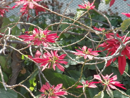 WONDERFUL FLOWERS - pretty, pink, shiny, nature, paradise