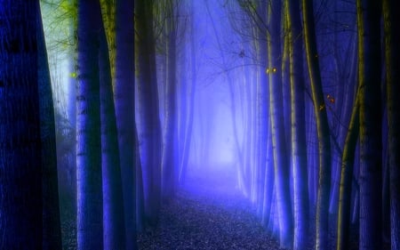 FOREST MIST - fog, nature, forest, mist