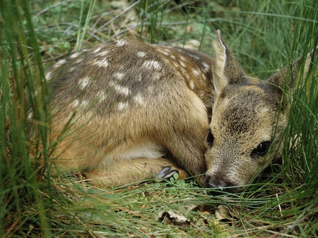 sweet baby - fawn, nature, deer, grass, baby, sweet