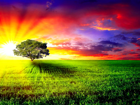 Alone In Sunset - pretty, scenery, scene, pink, field, sunlight, beauty, shadow, nature, sunset, green, horizon, dream-land, blue, roots, landscape, grass, photo, leaves, grasses, purple, red, view, plain, color, root, sky, sun, clouds, branches, trees, beautiful, photography, lovely, tree, colorful, fantasy, rays, peaceful, dreamy