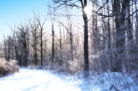 winter day - forest, winter, nature, day, blue