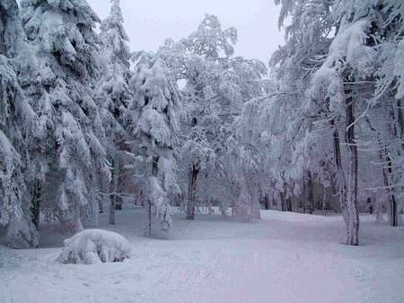 beautiful czech winter - forest, winter, nature, snow