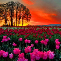 Field of flowers at sunrise