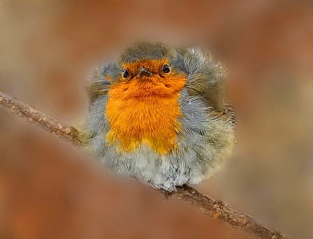 Against the wind - bird, branch, lonely, plumage, small, alone, sweet, colorful, wind, animal, cute, little