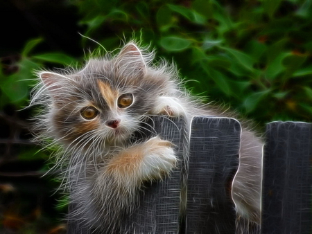 Cat on fence - game, fence, sweet, playing, leaves, tree, cat, fluffy, kitten, green, cute, adorable, kitty