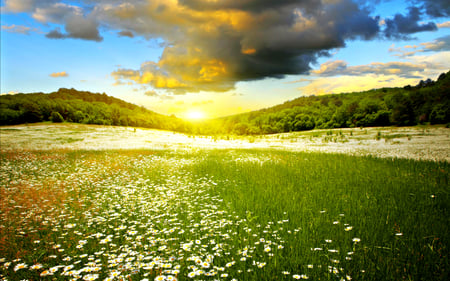 Field Of Flowers - grass, field, sunset, landscape, flowers, peaceful, sunlight, clouds, daisies, lovely, colors, sunbeams, beautiful, view, light, tree, nature, spring time, colorful, daisy, pretty, rays, beauty, spring, sun, sky, sunrays, sunny, field of flowers, splendor, trees, sunrise, green