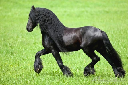 Extreme Beauty - horses, dutch, friesian, black