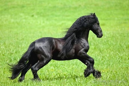 Extreme Beauty 1 - horses, friesian, black, dutch